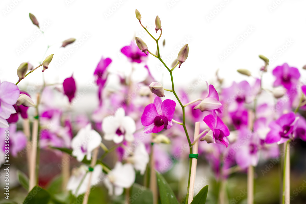 Obraz premium orchids in nature