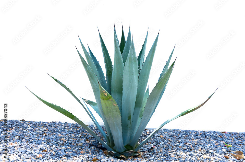 Agave desmettiana ‘Variegata’, Variegated Smooth Agave Plant Isolated