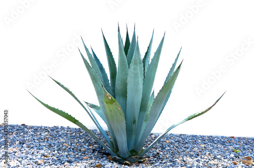 Agave desmettiana 'Variegata', Variegated Smooth Agave Plant Isolated on White Background photo