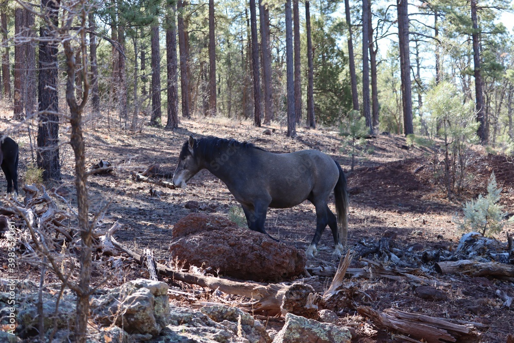 Fototapeta premium wild stallion