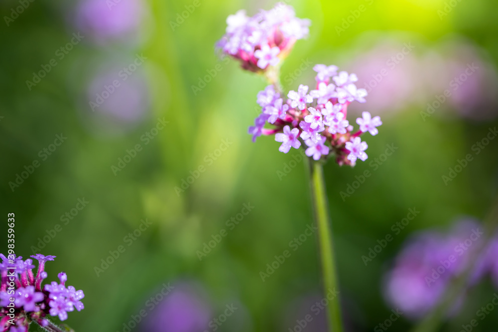 The background image of the colorful flowers The background image of the colorful flowers