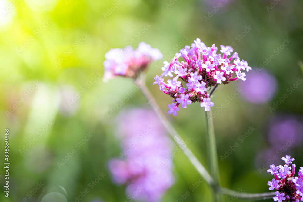 The background image of the colorful flowers The background image of the colorful flowers