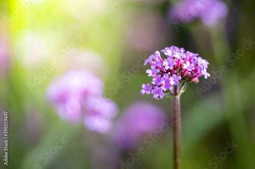 The background image of the colorful flowers