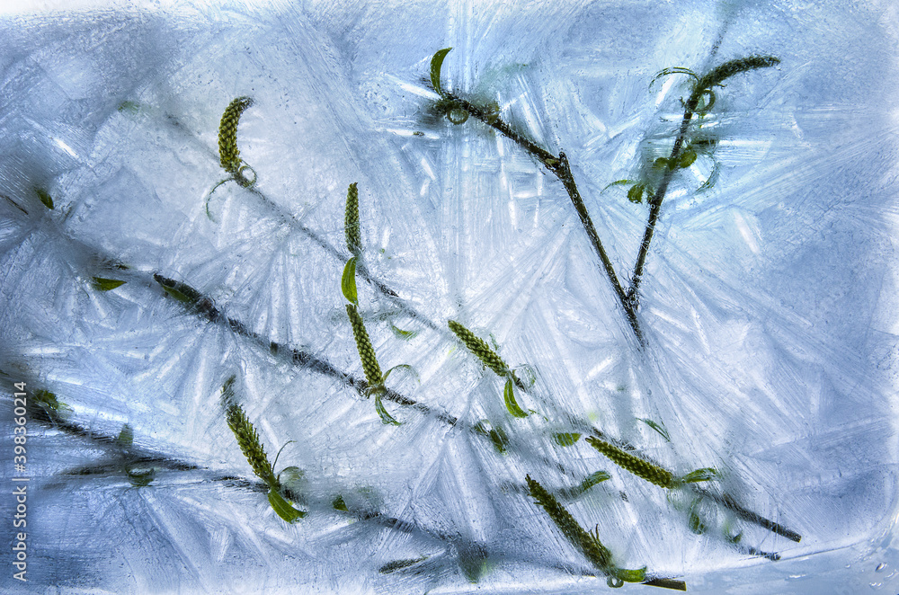 Flowers and leaves of willow frozen in ice. Texture of ice. Flowers and leaves of willow frozen in ice. Texture of ice.