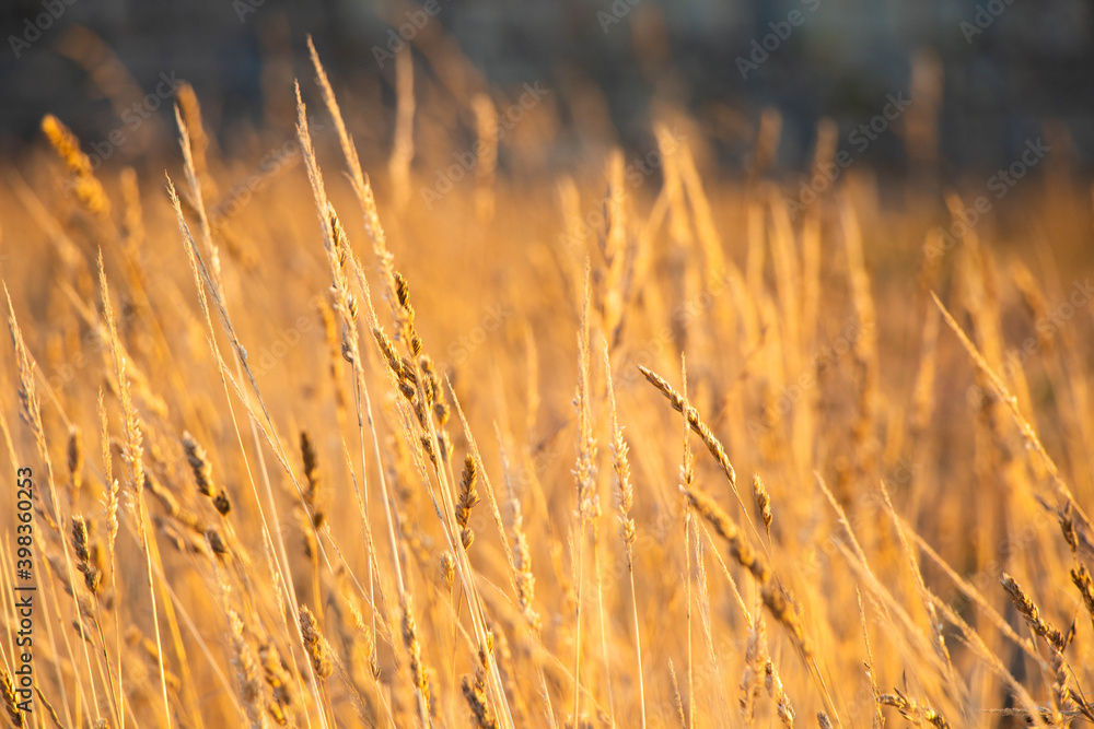 The golden wheat field The golden wheat field
