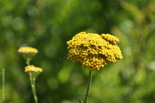 Flowers of Achillea ageratum, also known as sweet yarrow, in the garden.  photo