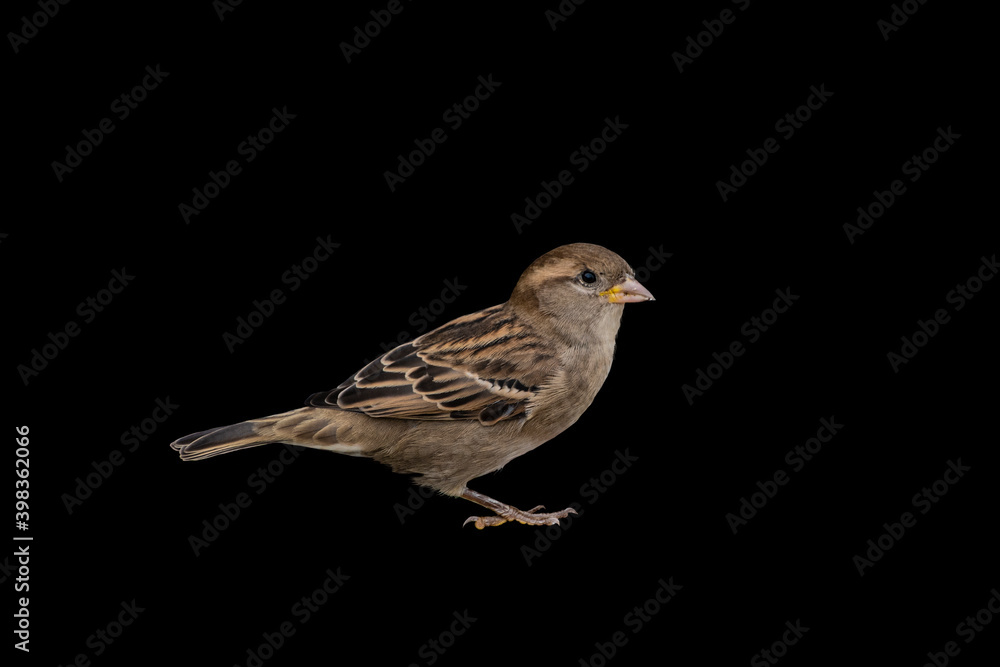 Eurasian Tree Sparrow, Passer montanus, isolated on black background Eurasian Tree Sparrow, Passer montanus, isolated on black background