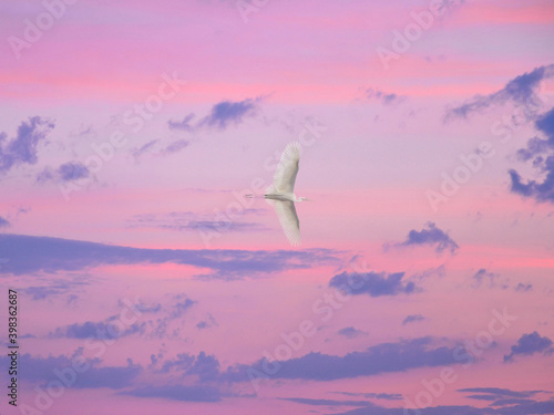 Little egret flying in beautiful evening pink sky after sunset