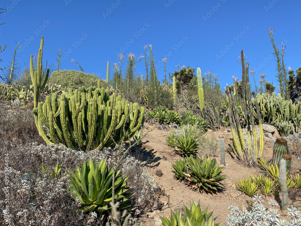 Cactus in the Arizona dry mountain desert, United States Cactus in the Arizona dry mountain desert, United States