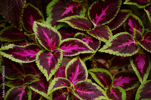purple and green
