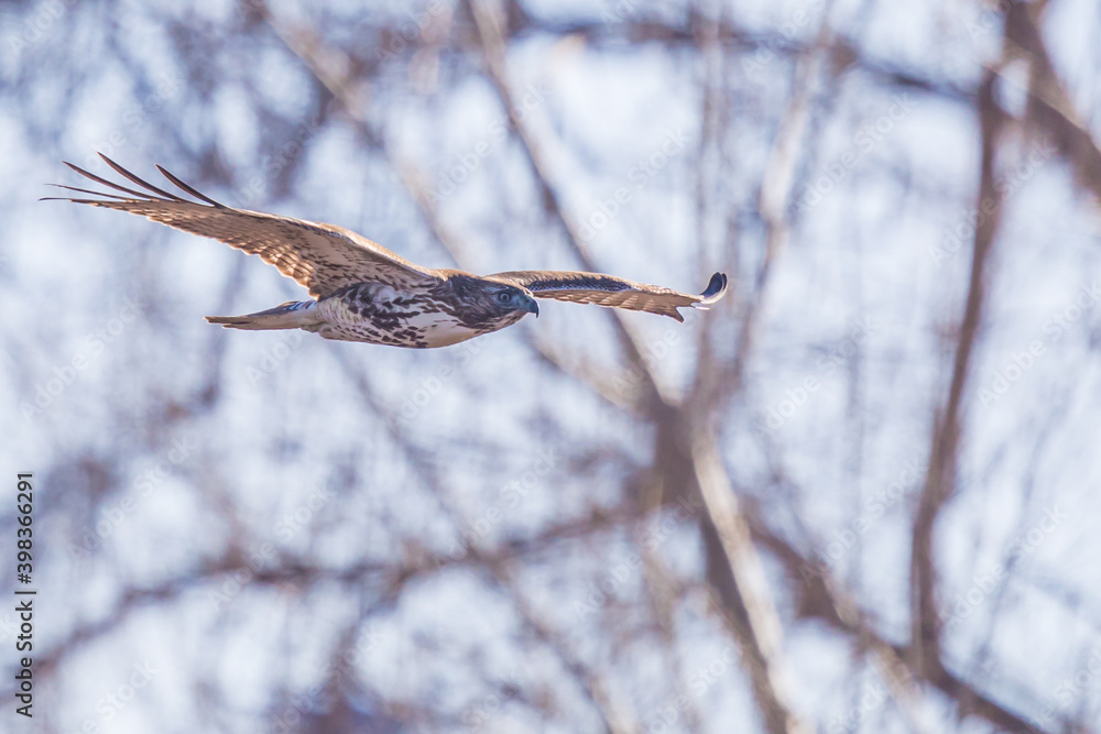 Red-Tailed Hawk Hunts in a Forest Thicket Red-Tailed Hawk Hunts in a Forest Thicket