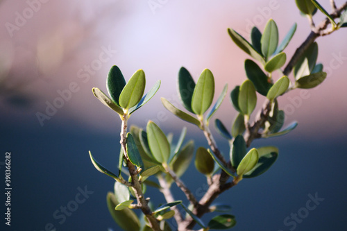 green leaves