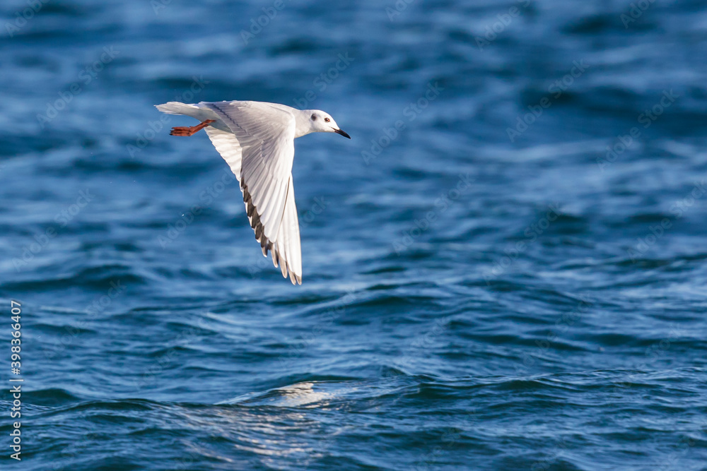 Graceful Bonaparte's Gull Flies Over Blue Puget Sound Graceful Bonaparte's Gull Flies Over Blue Puget Sound