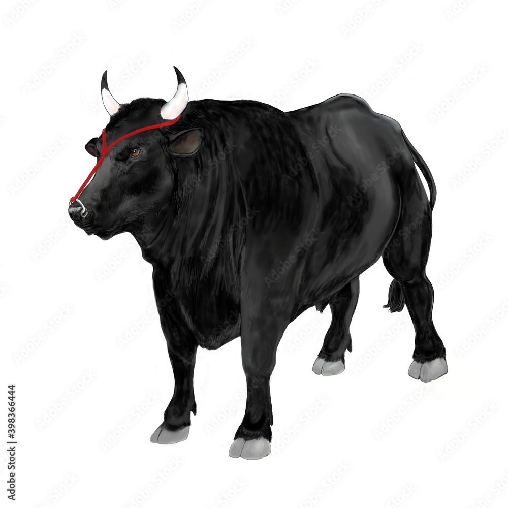 黒牛の画像日本の闘牛をイメージしたもの オスの黒牛の逞しさを描き 年賀用の画像として作成した 十二支の干支である丑を描いたイラスト 赤い鼻紐を描いたタイプ Ilustracion De Stock Adobe Stock