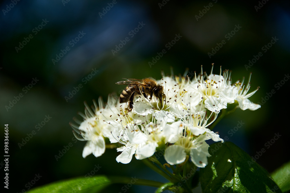 bee on a flower bee on a flower