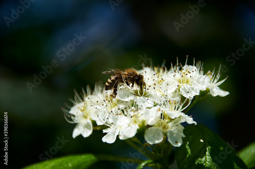 bee on a flower © Anton