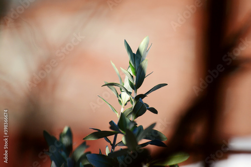 plant with red background