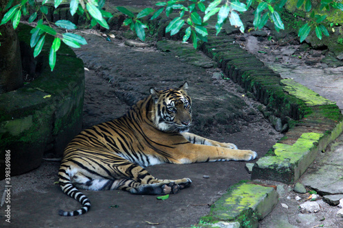 Sumatran tiger (Panthera Tigris Sumatrae) lazing around looking calm but very deadly at Gembira Loka Zoo.