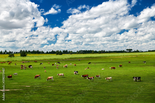 The herd in the summer green grassland of Hulunbuir of China.