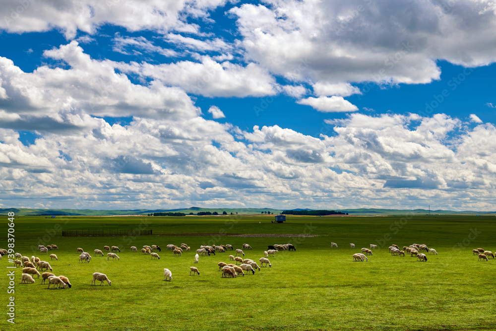 Obraz premium Flock of sheep in the summer green grassland of Hulunbuir of China.