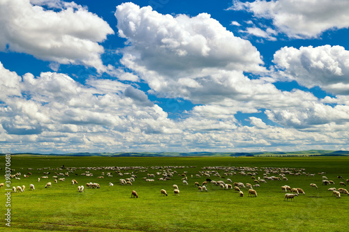 Flock of sheep in the summer green grassland of Hulunbuir of  China.