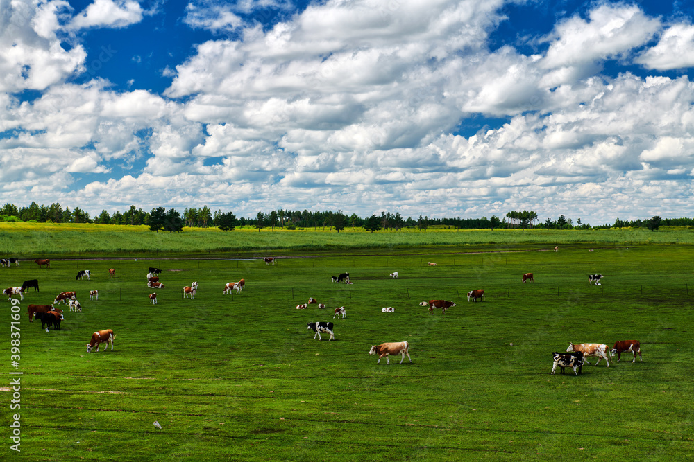 The herd in the summer green grassland of Hulunbuir of China. The herd in the summer green grassland of Hulunbuir of China.