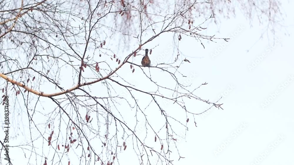 Sparrow on the autumn branch of the tree. Sparrow on the autumn branch of the tree.