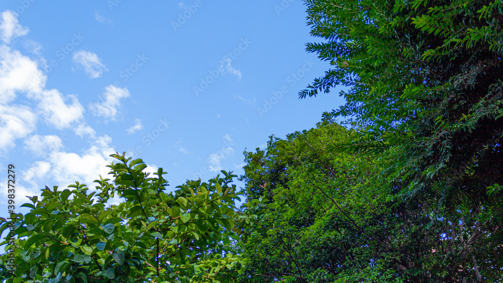 Fototapeta premium tree and the sky