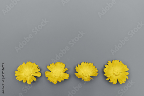 Beautiful background with yellow marigold flowers pattern on grey backdrop. Backdrop for your design. Color 2021 concept. Flat lay style. Copy space.