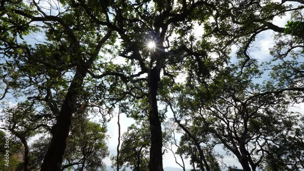 Nature sunlight shining through Big tree Nature sunlight shining through Big tree
