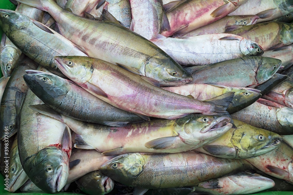 Fresh catch of chum salmon ( Oncorhynchus keta ) fish. Closeup. Amur river. Khabarovsk Krai, far East, Russia. Fresh catch of chum salmon ( Oncorhynchus keta ) fish. Closeup. Amur river. Khabarovsk Krai, far East, Russia.