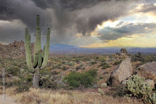 Lone Saguaro Overlooking The Desert Valley