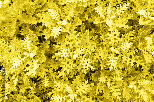 Abstract cineraria bush background toned in trendy yellow for decoration design. Abstract modern background. Beautiful natural wallpaper. Color 2021 concept. Top view.