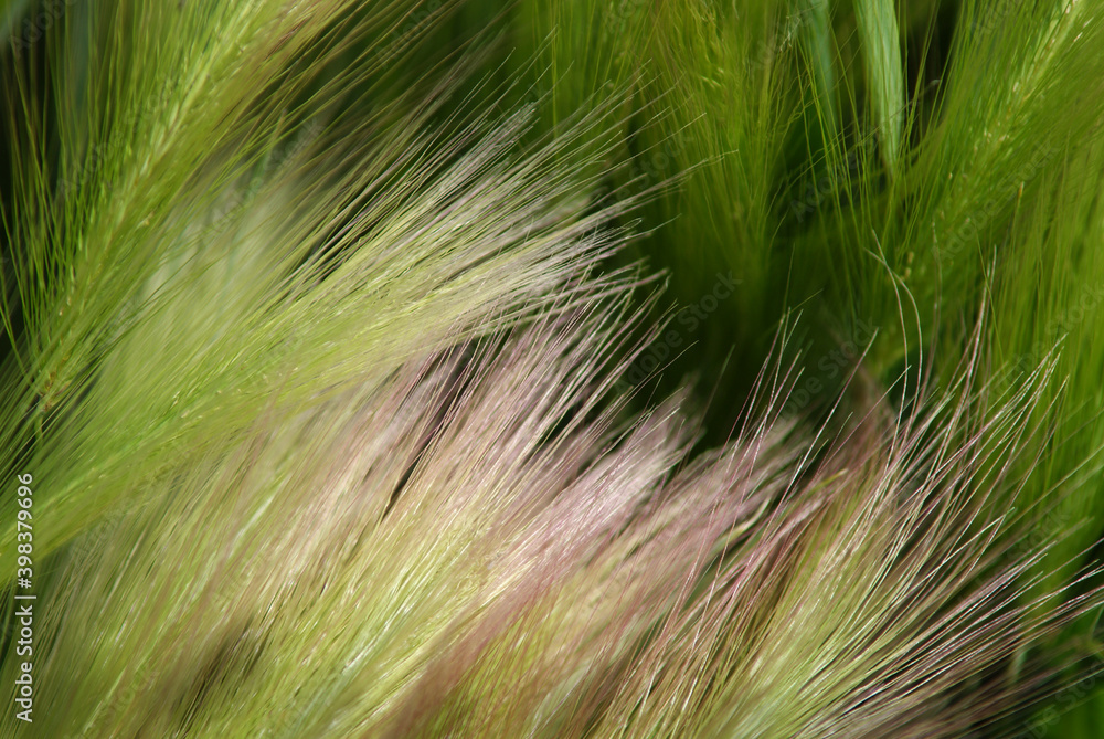 Soft wheat grass close-up Soft wheat grass close-up