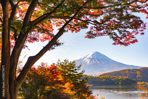 Fuji Mountain and Red Maple Tree in Autumn at Kawaguchiko Lake, Japan