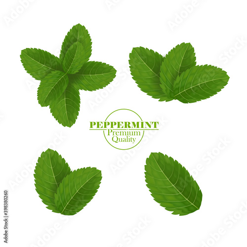 Green and fresh peppermint leaf vector illustration.