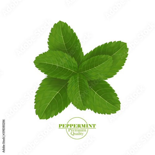 Green and fresh peppermint leaf vector illustration.
