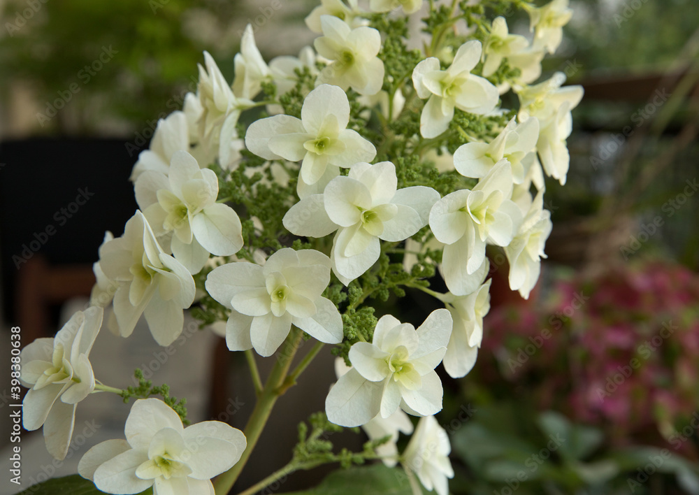 Floral. Closeup view of Hydrangea quercifolia, also known as oakleaf hydrangea, flowers of white petals spring blooming in the garden. Floral. Closeup view of Hydrangea quercifolia, also known as oakleaf hydrangea, flowers of white petals spring blooming in the garden.