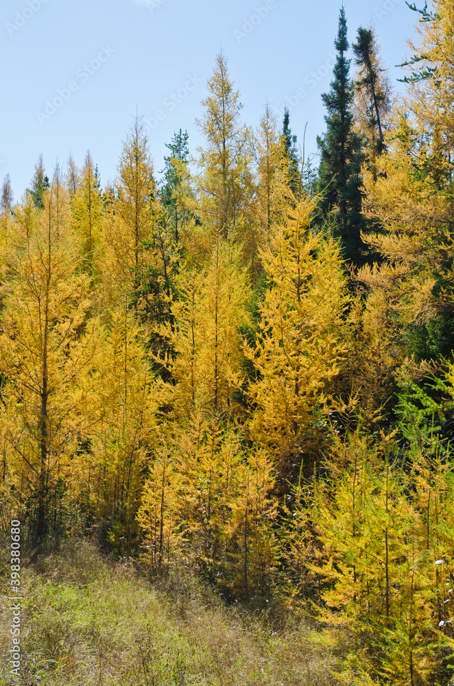 Northern Ontario Forest Northern Ontario Forest