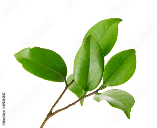 Green leaves, Small green foliage on twig  isolated on white background with clipping path
