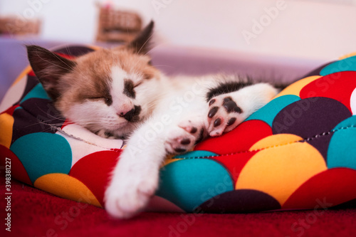 Anakin kitten sleeping on a colorful pillow. photo