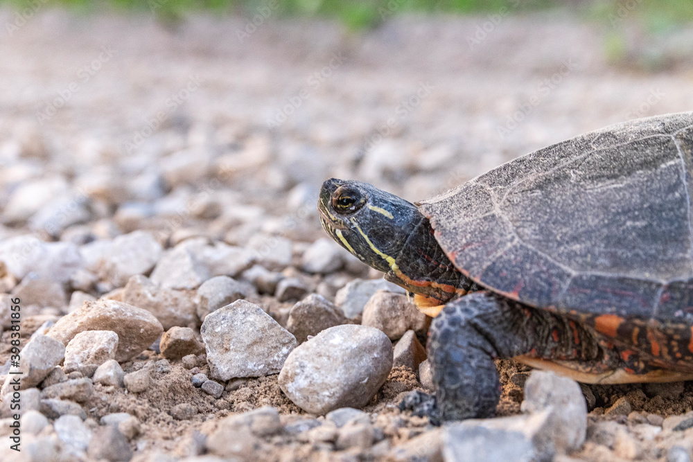 Fototapeta premium turtle on the beach