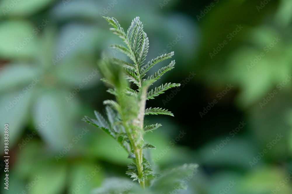 close up of fern close up of fern