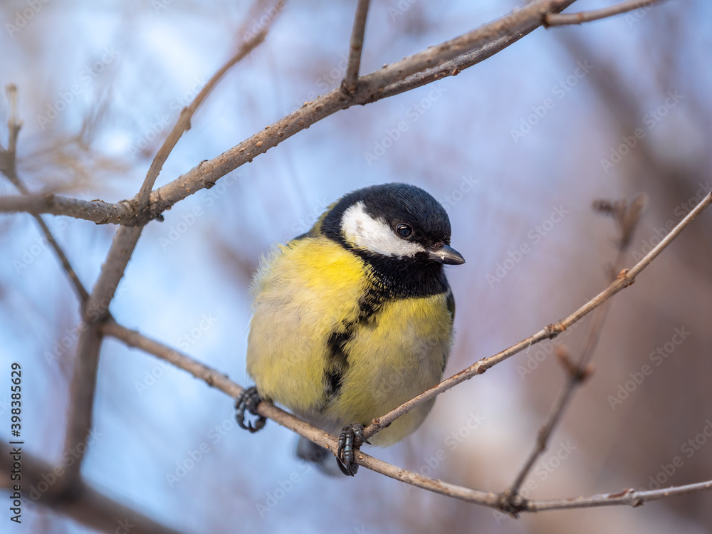 Cute bird Great tit, songbird sitting on a branch without leaves in the autumn or winter. Cute bird Great tit, songbird sitting on a branch without leaves in the autumn or winter.