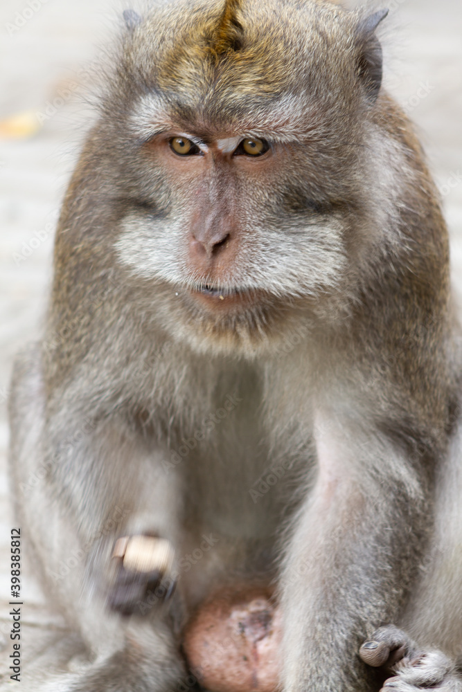 a portrait of monkey with long tail in Bali Indonesia