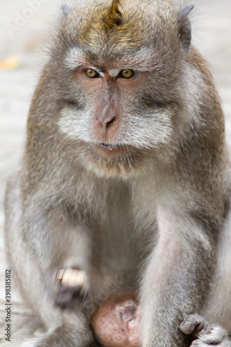 a portrait of monkey with long tail in Bali Indonesia