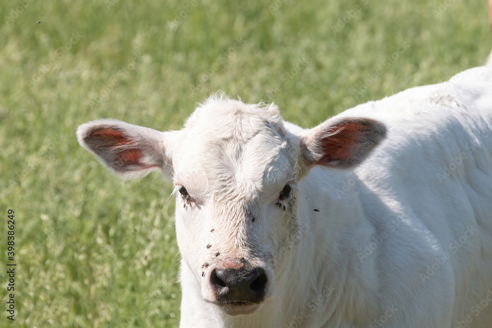 Head of a white Charolais beef calf in a green grassy pasture looking curiously at the camera Head of a white Charolais beef calf in a green grassy pasture looking curiously at the camera