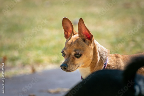 mascota perro chihuahua en jard  n al atardecer con mirada pensativa 