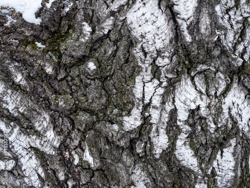 Fototapeta Naklejka Na Ścianę i Meble -  The texture of the birch bark.