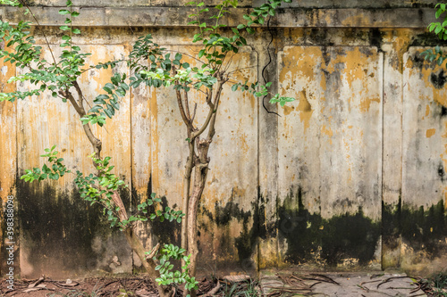 Grungy wall and plants in the old quarter of Hanoi, Vietnam